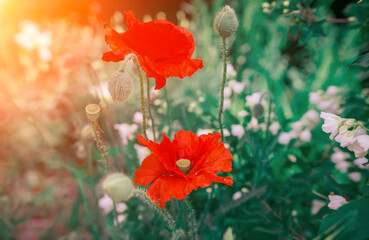 Fototapeta premium wild poppy flower at sunset