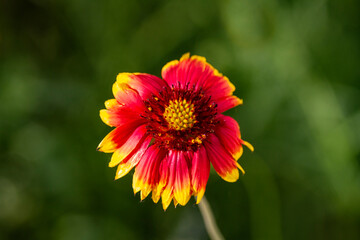 Beautiful Gaillardia flower growing in a garden with blurred bokeh background