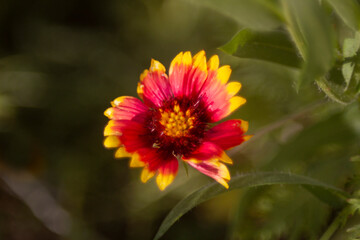 Beautiful Gaillardia flower growing in a garden with blurred bokeh background