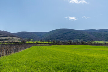 Obraz premium Green meadow along a hilly forest in spring
