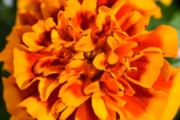 marigold