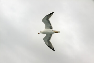 seagull flying in the sky