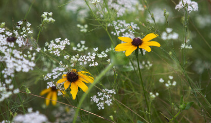 Yellow and white wildflowers growing wild in eastern Oklahoma