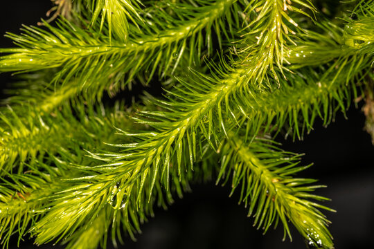Clubmoss (Lycopodium hippuris)