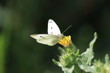 Papillon butineur