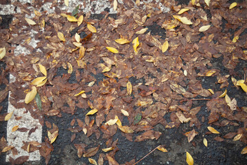 Leaves Fall