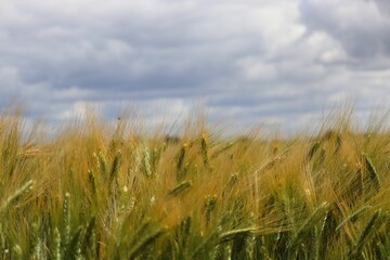 Ciel campagnard