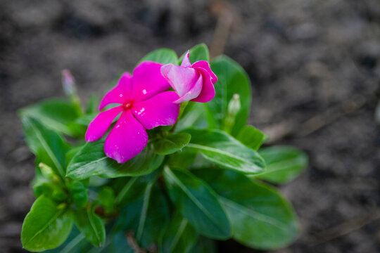 Vinca Vine With Bright Pink Flowers, One Blossom Unfolding