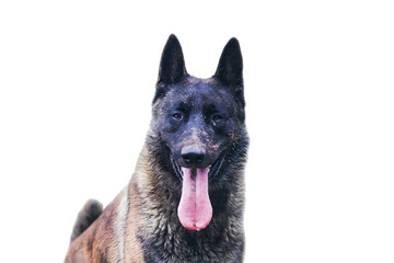Dirty dog with mud on face, looks happy with tongue out and panting, cut out or isolated with clipping path