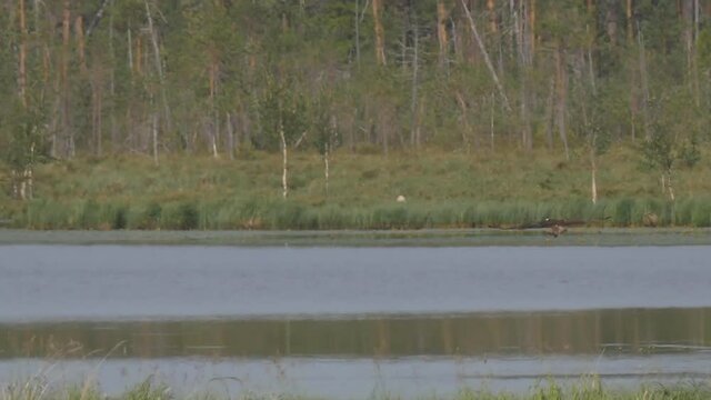 The eagle is flying over the lake. The eagle's flight over the water.