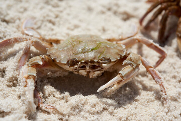 live crab on the sandy shore of the Black Sea, top view, Ukraine