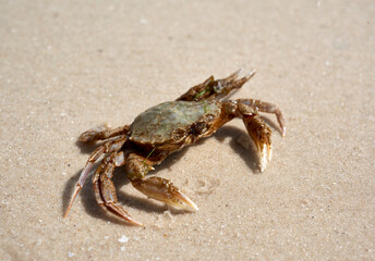 live crab on the sandy shore of the Black Sea