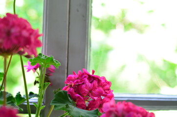 Seasonal Floral, plant background. Summer flower.