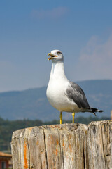 Large seagull perched on a wooden post