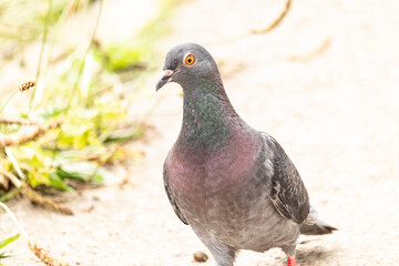 Rock dove or common pigeon or feral pigeon Close up of the head UK.