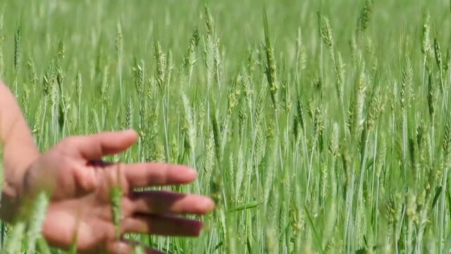 The farmer's hand touches the green wheat in the field. Agricultural early years of wheat cereals.