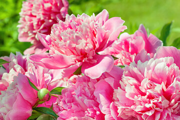 bush of pink flowers peonies flowering in garden in spring
