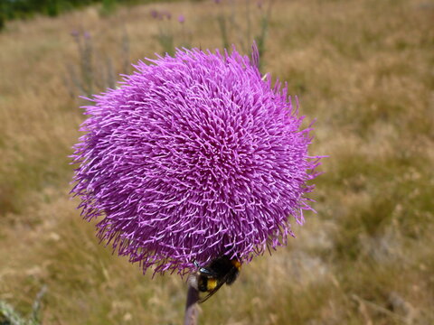 flor cardo bosque naturaleza flor silvestre abejorro violeta sur argentina
