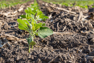 Closeup of healthy, young soybean plant in farm field. Concept of soybeans growth stage, plant health and farming