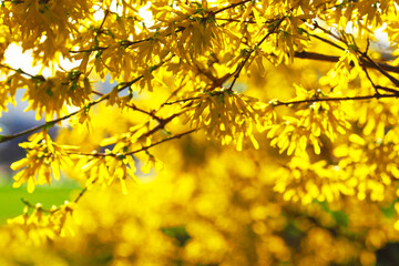 Easter tree, spring background. Forsythia, flowering plants in the olive family Oleaceae, yellow flowers