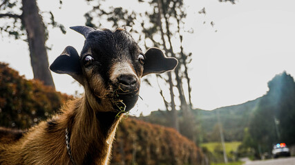 
portrait of brown, black and white goat looking at the camera and grimacing