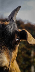 portrait of goat looking at the camera brown, black and white