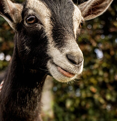 
portrait of black baby goat with white looking at camera