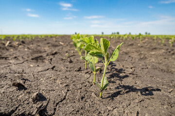 Closeup of healthy, young soybean plant in farm field. Concept of soybeans growth stage, plant health and farming