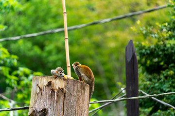 [動物]コモンリスザル
