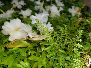 Flowers, colors and love for nature.