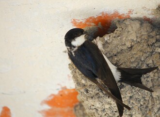 Hirondelles © tatonne21