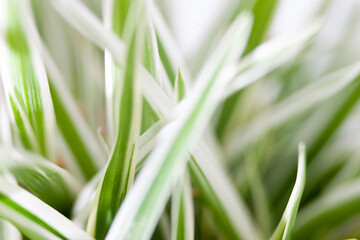 abstract background with green leaves
