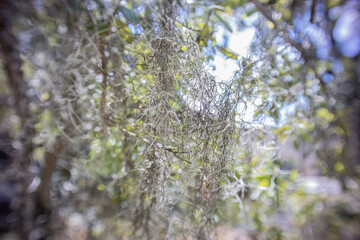 Spanish Moss Swirl