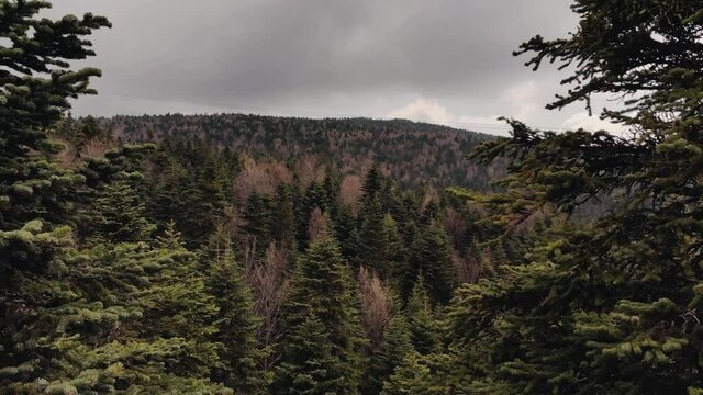Flying between green spruce trees in Uludag, Turkey. Dense forest in mountains, drone footage 