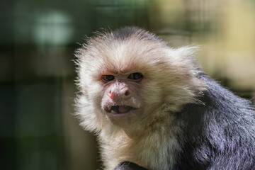 Capuchin Monkey (Cebus imitator) closeup scrunching nose mouth open making funny face copy space