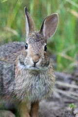 Naklejka na ściany i meble Eastern Cottontail Rabbit (Sylvilagus floridanus) closeup in soft morning light portrait