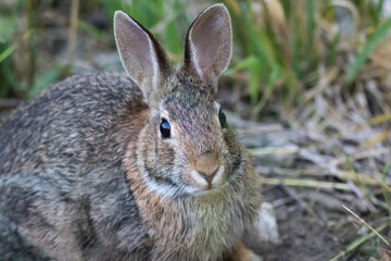 Naklejka na ściany i meble Eastern Cottontail Rabbit (Sylvilagus floridanus) closeup in soft morning light