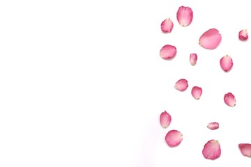 In selective focus a group of sweet pink rose corollas on white isolated background with softly style and copy space 