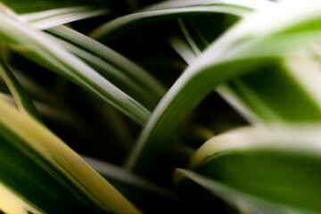 abstract background with green leaves