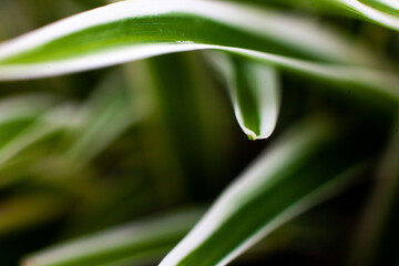 abstract background with green leaves