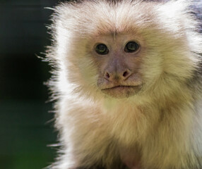 Obraz premium Capuchin Monkey (Cebus imitator) closeup 
