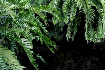 Tropical fern plant with leaves growing beside a pond with dark green background 