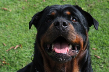 rottweiler dog on the grass