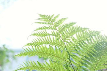 Tropical fern leaves on white sky background with sunlight bokeh