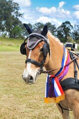 Obraz premium Horse and carriage 