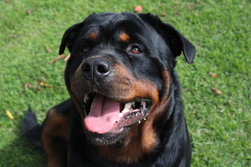 Rottweiler beautiful dog on the grass