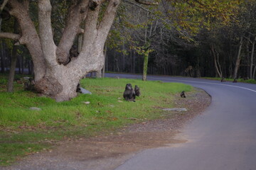 Baboon family.