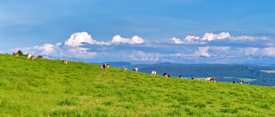 Panoramic view of the Swiss Alps with cows grazing in a field, Switzerland