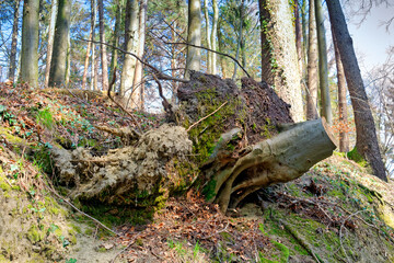 The effect of soil erosion in a forest - uprooted and fallen tree