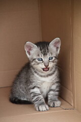 Katzenkind im Karton